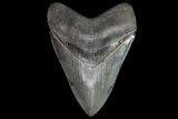 Serrated, Megalodon Tooth - Excellent Specimen #74597-1